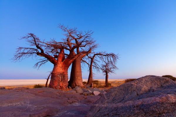 Trees-of-Botswana-2