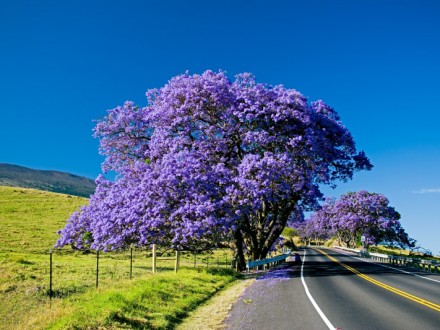 Trees-of-South-Africa-2